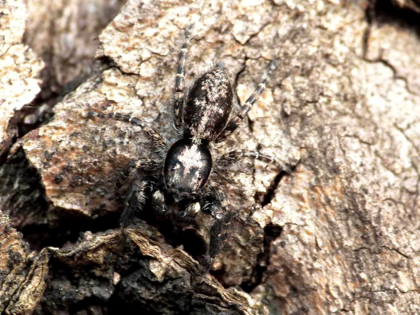 2 Menemerus sp. - Anzio (RM)